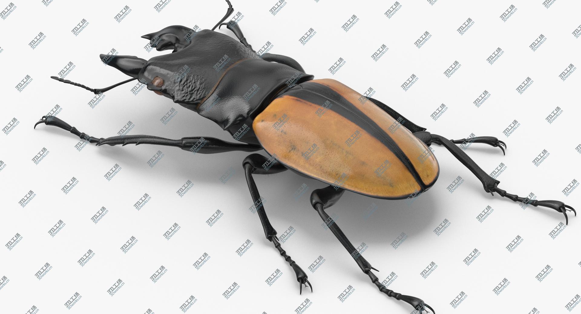images/goods_img/202104093/Giant Stag Beetle Odontolabis Ludekingi 3D model/5.jpg